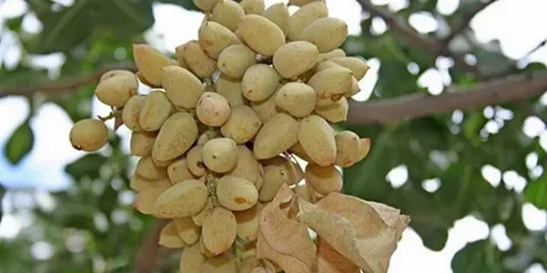 تصویر 1 از قیمت خرید پسته جنگلی مشهد + فروش ویژه